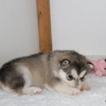 Marahootay puppies at 4 weeks old